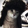 catboy
