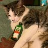 jagermeister
