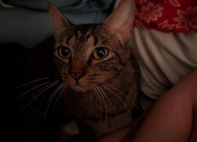 Женщина узнала, что в ее квартире прописан чужой человек: почему это может произойти и что делать