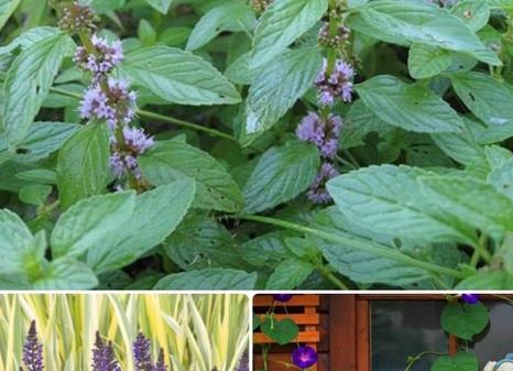 Растения на даче, за которые грозит штраф или тюрьма. Полный список - за что можно сесть